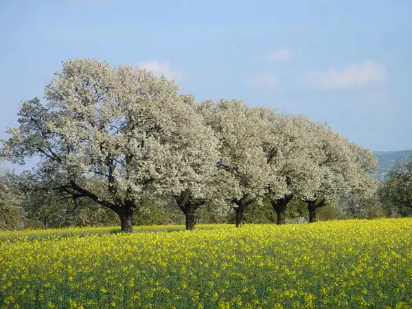 Outdoor Coaching - Frühling - Baumblüte